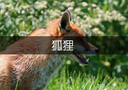 狐狸与刺猬作文750字（汇总4篇）