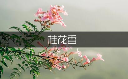 八月桂花香作文750字（热门5篇）