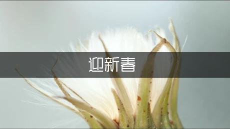 单位迎新春联欢会主持词范文（汇总5篇）