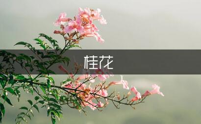 桂花的记忆作文（优质5篇）