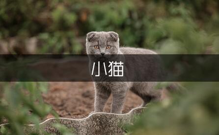 粗心的小猫350字作文（通用4篇）