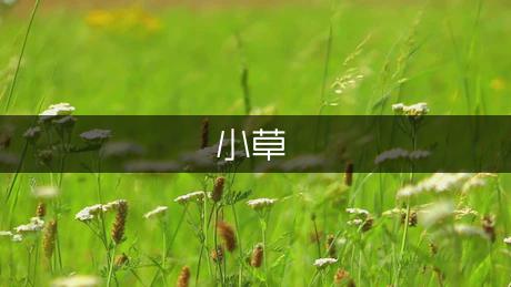 默默无闻的小草优秀作文500字（模板3篇）