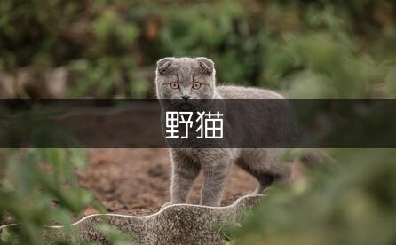 姥姥家的野猫800字作文（精选4篇）