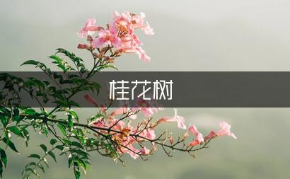 关于写桂花树的作文精选（汇总9篇）