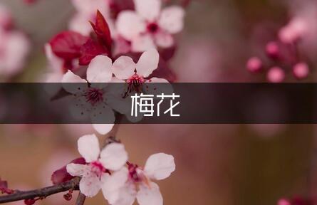 关于梅花作文四年级（精选5篇）