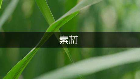 我是班里的“小辣椒”作文素材（优秀1篇）